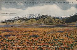 1937 Festival, March 28 in Shafter Wild Flower District Postcard
