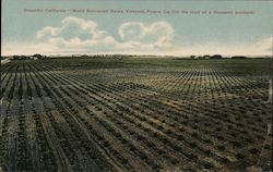 Beautiful California World Renowned Raisin Vineyard On the Road to a Thousand Wonders Postcard