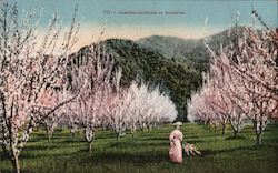 Almond Orchard in Blossom Postcard