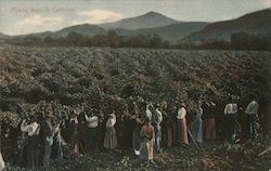 Picking Hops in California Postcard
