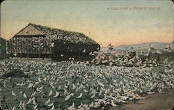 A California Pigeon Ranch Postcard
