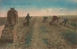 Cutting Asparagus for Libby Postcard