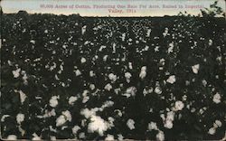 65,000 Acres of Cotton, Imperial Valley 1914 Postcard