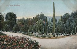 A Cactus Garden Postcard