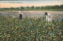 A Field of Dahlias in California Postcard