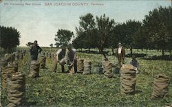 Harvesting Red Onions - San Joaquin County California Postcard Postcard Postcard