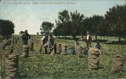 Harvesting Red Onions - San Joaquin County Postcard