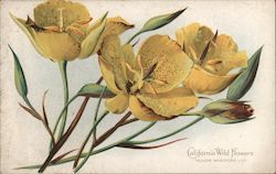 California Wildflowers - Yellow Mariposa Lily Postcard