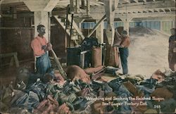 Weighing and Sacking the Finished Sugar, Beet Sugar Factory Postcard