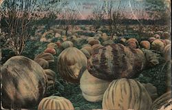 A Pumpkin Field in Sonoma County Postcard