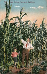 Sugar Corn as it Grows in California Postcard Postcard Postcard