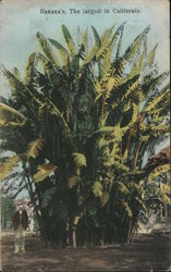 Banana's, The Largest in California Postcard