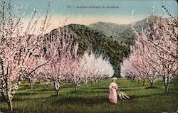 Almond Orchard in Blossom California Postcard Postcard Postcard