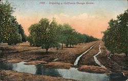 Irrigating a California Orange Grove Postcard