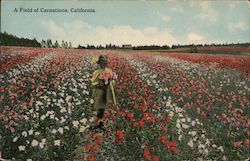 A Field of Carnations Postcard