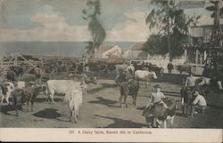 A Diary farm, Ranch life in California Postcard
