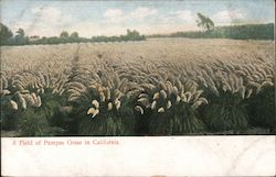 A Field of Pampas Grass Postcard