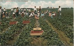 Picking Strawberries Postcard