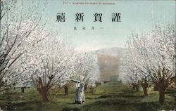 Almond Orchard in Blossom (Chinese or Japanese Writing) Postcard