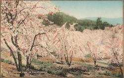 Blossom Time in California Postcard