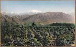 A California Orange Grove Postcard