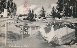 Petaluma, California Postcard
