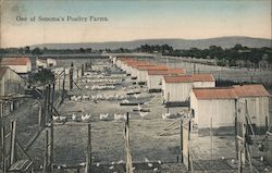 One of Sonoma's Poultry Farms Postcard