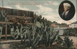 Cacti, Luther Burbank's Experimenta Grounds Postcard