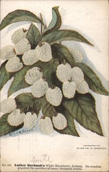 Luther Burbanks White Blackberry, Iceberg. Postcard