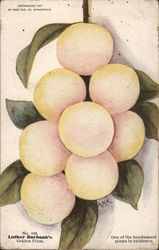 Luther Burbank's Golden Plum Postcard