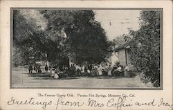 The Famous Gossip Oak, Paraiso Hot Springs Postcard