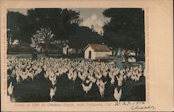 Flock of 1200 on Chicken Ranch Petaluma, CA Postcard Postcard Postcard