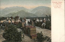 Picking Grapes in California Postcard