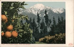 A California Anomaly - Snow and Oranges Postcard