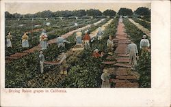 Drying Raisin Grapes in California Postcard