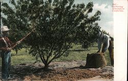 Gathering Almonds in California Postcard