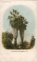 Fan Palm Tree Postcard