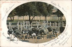 California Ostrich Farm Postcard