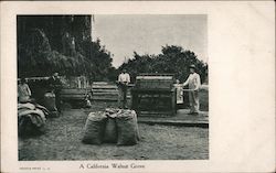 A California Walnut Grove Postcard