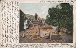 Grading Oranges Postcard