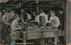 Sardine Cannery Postcard