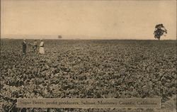 Sugar Beets, Profit Producers Postcard