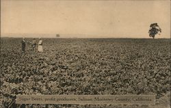 Sugar Beets, Profit Producers Salinas, CA Postcard Postcard Postcard