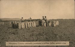 Monterey Country Annually Produces a Million Dollar Potato Crop Postcard