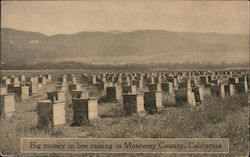 Big Money in Bee Raising In Monterey County Postcard