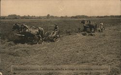 Monterey County, California, Alfalfa Acreage is Increasing Constantly Postcard