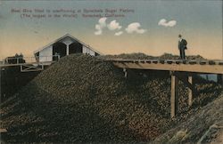 Beet Bins Filled to Overflowing at Spreckels Sugar Factory (The Largest in the World) Postcard