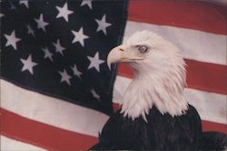 Veterans Day Greetings Postcard