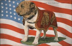 Dog in Cape in Front of the American Flag Marines Postcard Postcard Postcard