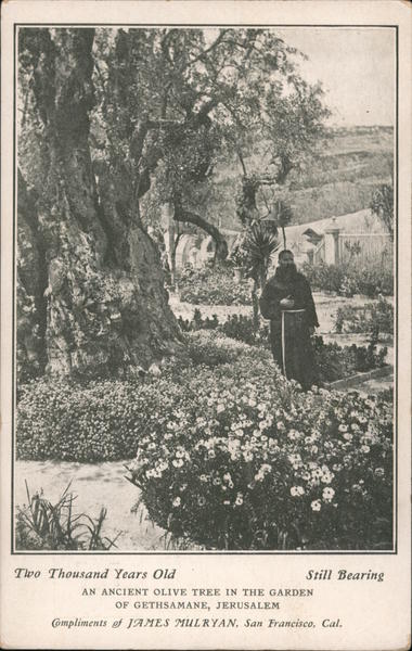 An ancient olive tree in the Garden Of Gethsamane, Jerusalem